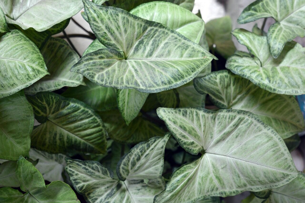 Syngonium: Elegantní a nenáročná pokojová rostlina